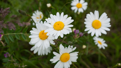 Daisies images of Five Common